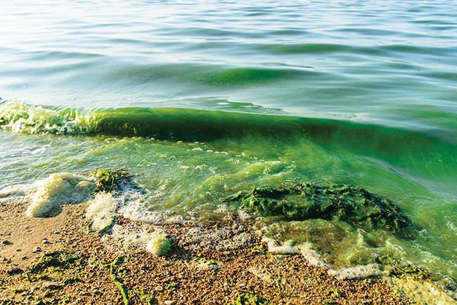 Blue-green Algae - Ottawa Public Health